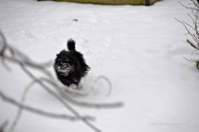 parvasedapta.ch-dig in the snow