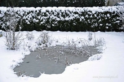 parvasedapta.ch-snowy garden