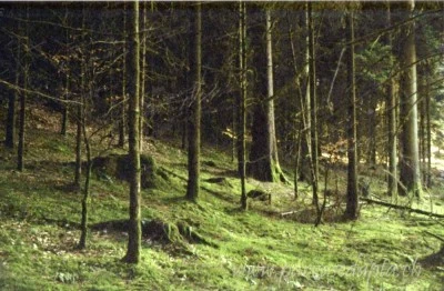 parvasedapta.ch -analogue I